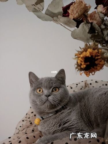 一双炯炯有神的眼睛 炯炯有神的眼睛像