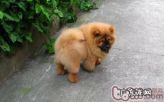 小狗一不小心喝过海面该怎么办