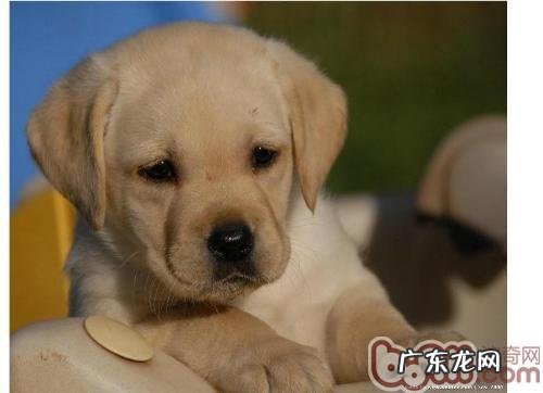 小狗营养元素干万不能摄取过少