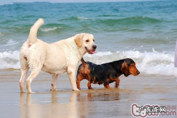 带小狗海边游玩嬉水的常见问题
