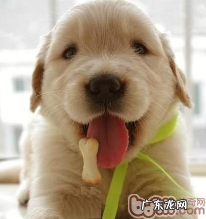 为小狗购买零食的选择规则