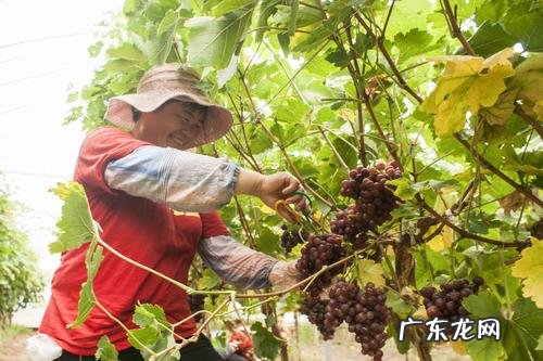 银杏果丰收的喜悦心情感言