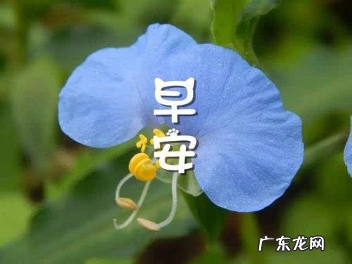 幽默风趣的早安问候语和图片 幽默风趣的早安问候语