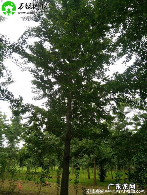 银杏树的价值和用途的简要概括 银杏树特征和用途