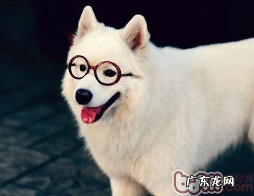 养萨摩耶犬要留意什么因素