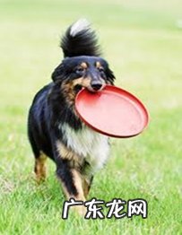 为什么不可以让狗玩木棍？