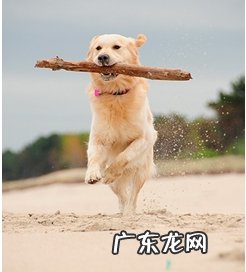 为什么不可以让狗玩木棍?