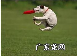 为什么不可以让狗玩木棍?