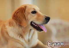 金毛的性格特征详细介绍