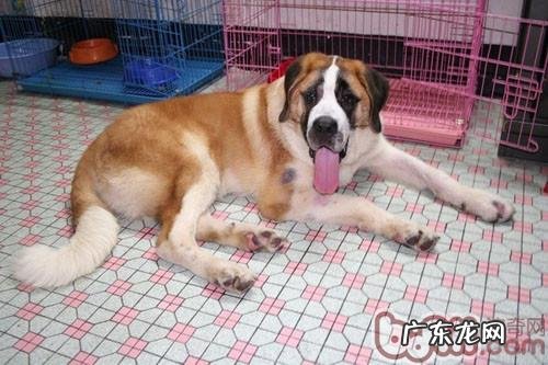 如何帮小狗做足部护理