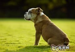 家中养宠物必需常备药