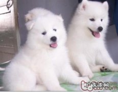 选购小狗必须留意的五大难题