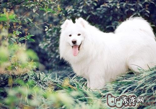 怎样选择一条合适自身的狗