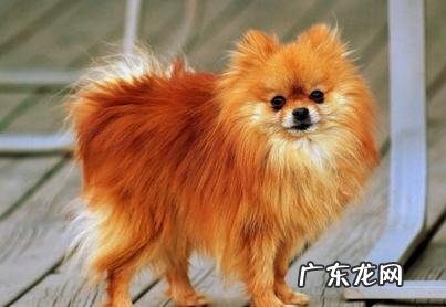 博美犬何时刚开始换毛