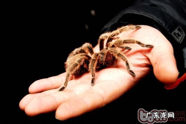 根据小宠物看性情,养宠物性情大检测