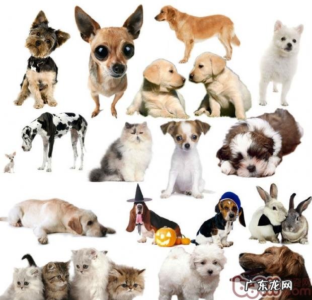 根据小宠物看性情，养宠物性情大检测