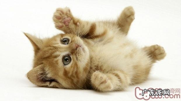 根据小宠物看性情，养宠物性情大检测