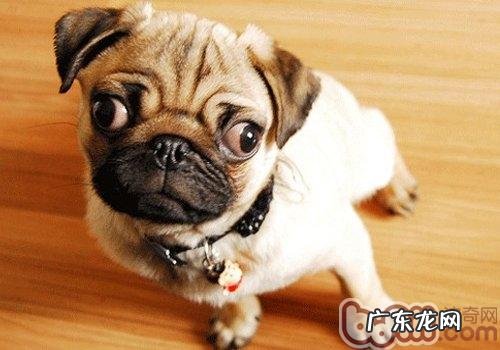 狗狗不能吃的几类人的药品