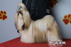 怎样给西施犬拔耳毛