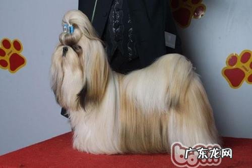 怎样给西施犬拔耳毛