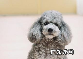 泰迪犬常常吃流食非常容易有牙齿结石