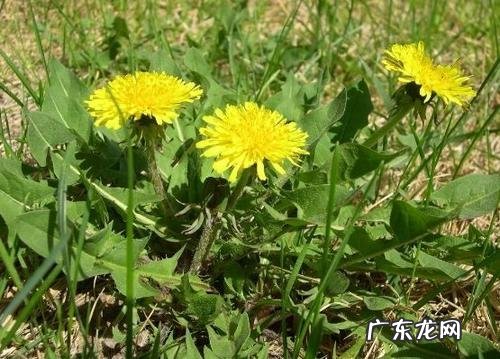 蒲公英的外形特点描写三年级 蒲公英的外形特点