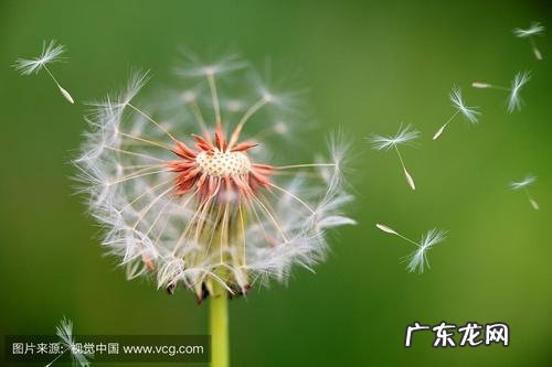 蒲公英的外形特点描写三年级 蒲公英的外形特点