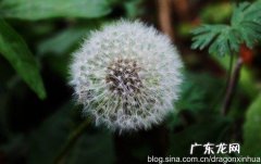 蒲公英种子的外形特点怎么写 蒲公英的外形和特点是什么