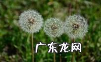 蒲公英是一种什么花写具体
