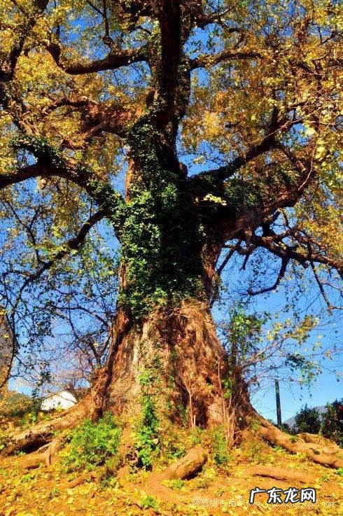 银杏树的介绍和特点 银杏树特点简单介绍文章