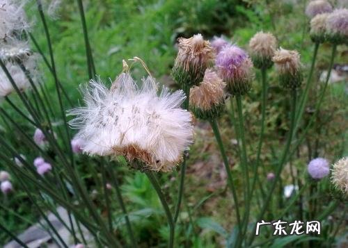 巨大蒲公英是什么植物 蒲公英是什么样的植物