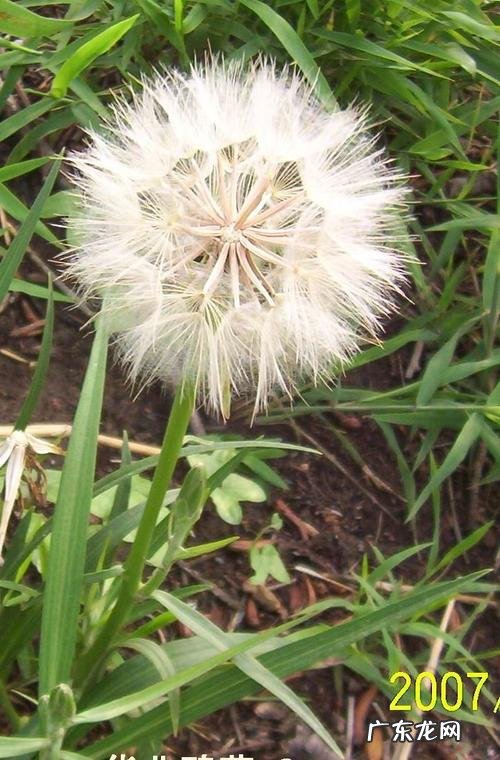 巨大蒲公英是什么植物 蒲公英是什么样的植物