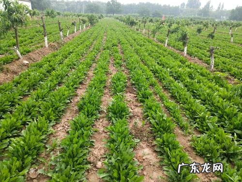 蒲公英种植基地 蒲公英种植