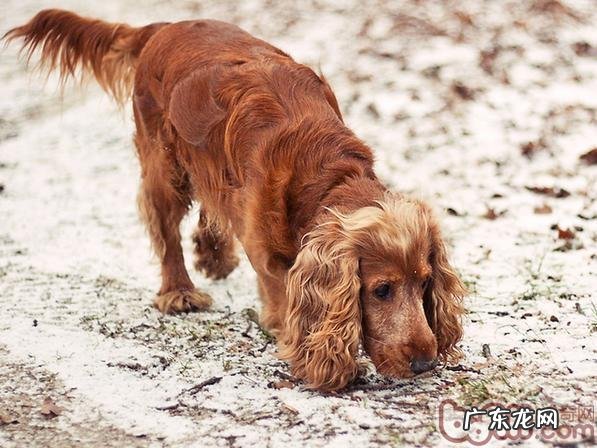 小狗能不能吃海产品