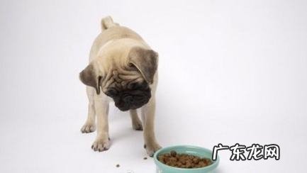 狗狗不吃饭的缘故和解决方案