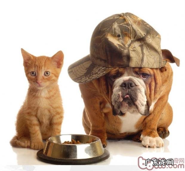 猫和狗大不相同，喂养有注重
