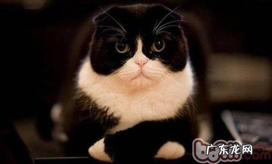 猫和狗大不相同,喂养有注重