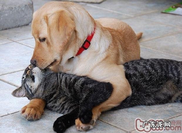 猫和狗大不相同，喂养有注重