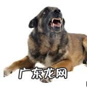 年纪扩大的狗会出現什么出现异常个人行为