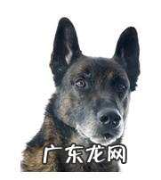 年纪扩大的狗会出現什么出现异常个人行为