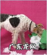 年纪扩大的狗会出現什么出现异常个人行为