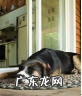 年纪扩大的狗会出現什么出现异常个人行为