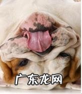 年纪扩大的狗会出現什么出现异常个人行为