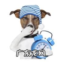 年纪扩大的狗会出現什么出现异常个人行为