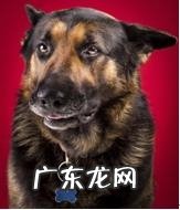 年纪扩大的狗会出現什么出现异常个人行为