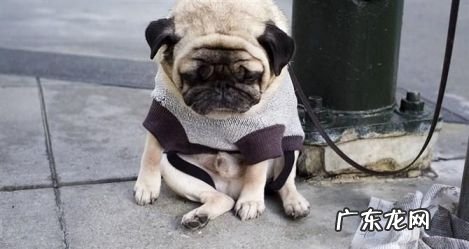 达标主人家必需，狗狗心事全面解析