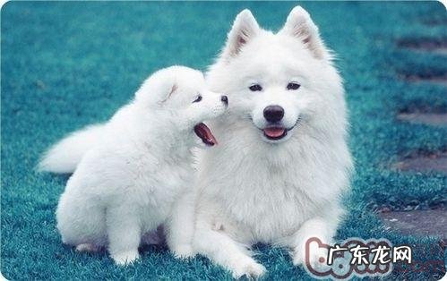 达标主人家必需，狗狗心事全面解析