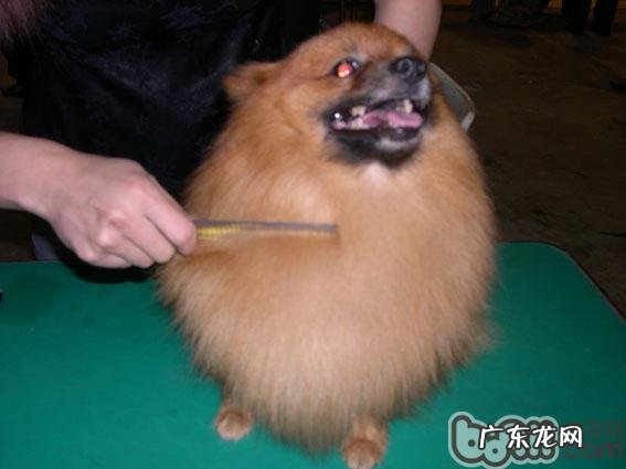 为小狗梳毛的恰当流程