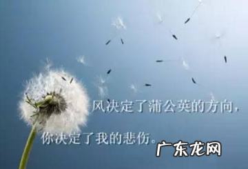 关于蒲公英的说说来比喻人的 关于蒲公英的说说