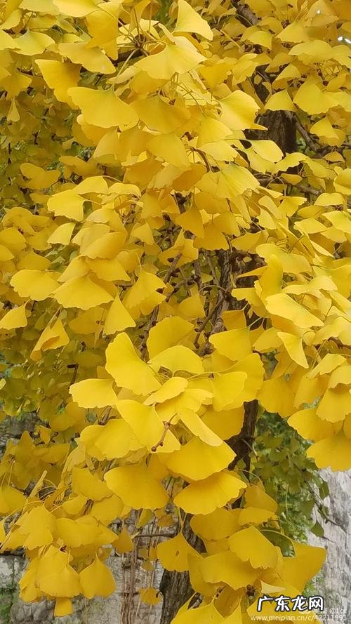 描写冬天的银杏树作文 描写冬天银杏树的片段